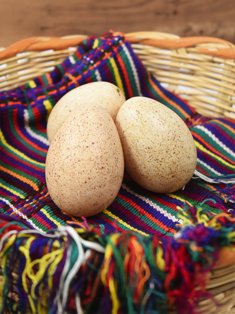 Huevos Criollos de Chompipe- Un Producto de ADIVI - MERCAIXIL STORE